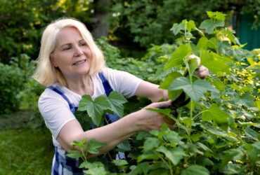 Senior woman cutting trimming branches doing garden work