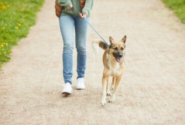 Owner walking with pet